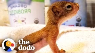 Worlds Tiniest Baby Squirrel Gets Big Enough To Play With His Miniature Toys  The Dodo [upl. by Devy166]