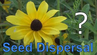 How Do Plants Move 5 Methods Plants Use for Seed Dispersal [upl. by Hedi]