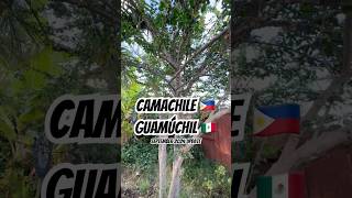 Camachile 🇵🇭Guamúchil 🇲🇽Madras Thorn 🇺🇸 fruit tree update in SoCal Sept 2024 Update fruit [upl. by Odericus]