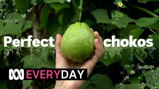 Chokos everything you need to know 🌱😍  Everyday  ABC Australia [upl. by Karine161]