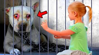 Sick Pit Bull Was About To Be Euthanized Then a Girl Approaches Him amp Does Something Shocking [upl. by Ohnuj]