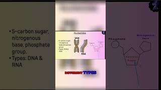 Decoding the DNA Structure Understanding Nucleotide Components [upl. by Bullis]