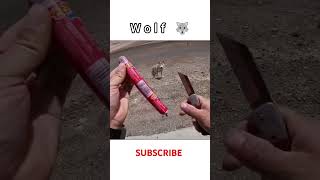 Wolf and Bike 🏍️🐈‍⬛ trendingshorts petlovers bike [upl. by Auqinal607]