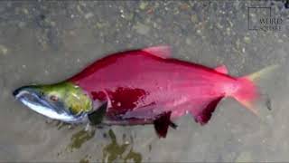 Interesting facts about sockeye salmon by weird square [upl. by Iad]