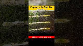 Cigarette in soil for 365 dayin Bengali cigarette timelapse experiment shorts [upl. by Ised]