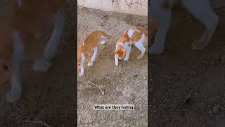 Orange kitten behavior [upl. by Ji]