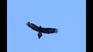 Wedgetailed Eagle flying over the Moggill Forest [upl. by Yelserp336]