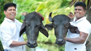 KING OF BEEF HEAD CURRY  Yummy Beef Head Gravy Recipe  Cutting amp Cooking Skill [upl. by Ijan]