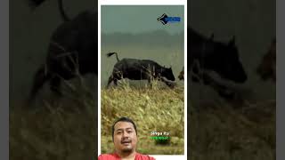 Aksi Menegangkan Singa Memburu Kerbau di Savana Afrika animals dalananimals [upl. by Eecal327]