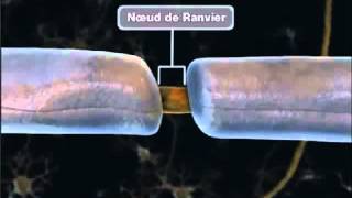 La propagation de linflux nerveux [upl. by Os]