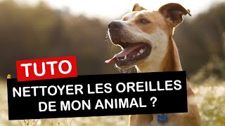 Comment nettoyer les oreilles de son chien ou de son chat [upl. by Barth]