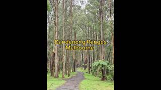 Dandenong Ranges in Melbourne hiking melbourne victoria australia adventure travel event fyp [upl. by Dawkins]