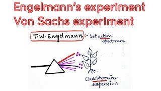 Engelmanns experiment using cladophora and aerobic bacteria in photosynthesis [upl. by Nick]