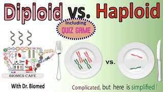 Diploid vs Haploid [upl. by Aenet]