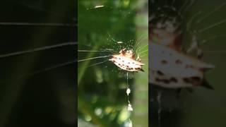 Spiny orb spider looks like crab103024 Nyarit Mexico [upl. by Airdna]