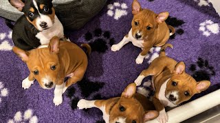 Basenji Puppies Playing 🐕🐾 basenji puppies [upl. by Modesta]