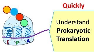 Translation in prokaryotes  Protein synthesis in prokaryotes [upl. by Chan]