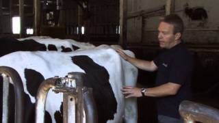 Rumen Scoring Dairy Cows [upl. by Yi]