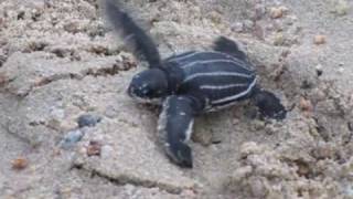 Baby leatherback turtle hatchlings make their way to the sea [upl. by Audsley]