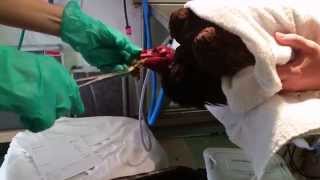 WildCare Medical Staff Helps a Poisoned Turkey Vulture Vomit [upl. by Harwin]