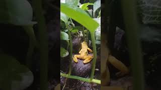 Panamanian golden frogs at Moody gardens [upl. by Mile]