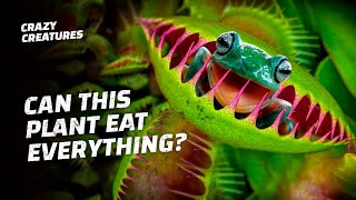 What Is the Weirdest Thing a Venus Flytrap Eats [upl. by Junko819]