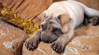 Meet the Chinese SharPei An Unforgettable Breed [upl. by Nelav904]