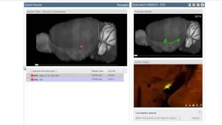 Technical Tour Explore the Allen Mouse Brain Connectivity Atlas [upl. by Aikehs]