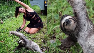 Sloth Becomes Fitness Inspiration After Tourists Spot The Animal On The Side of The Road Doing Yoga [upl. by Ollecram]