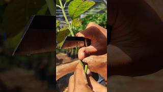 which grafting is best for mango EP984 satisfying shorts [upl. by Amsa]