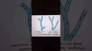 Fungus Types of Mycelium Tamil [upl. by Ahsen]