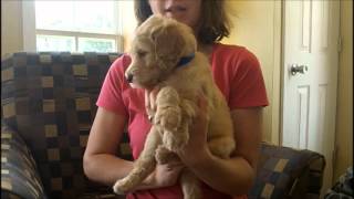 F1B Labradoodle Puppies 5 Weeks Old [upl. by Arron]