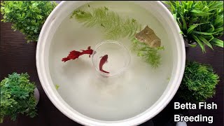 Betta Fish Breeding Procedure  Fighter Fish [upl. by Skinner]