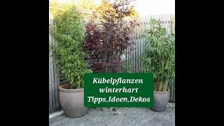 👉❄👈Sidus Welt zeigt winterharte Kübelpflanzen Deko für Garten Balkon Terrasse DIY outdoor👉❄👈 [upl. by Wolfram891]