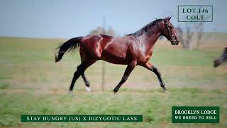 LOT 146 DIZYGOTIC LASS 2024 NUTRIEN SYD YEARLING SALE BROOKLYN LODGE [upl. by Fillander]