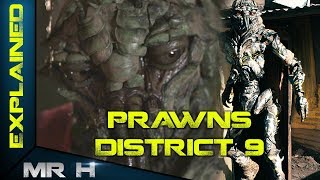 DISTRICT 9 PRAWNS  Explained [upl. by Gillie]