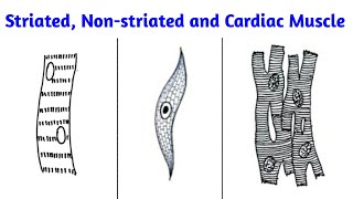 how to draw diagram of striated muscle nonstriated muscle and cardiac muscle tissue [upl. by Papert]