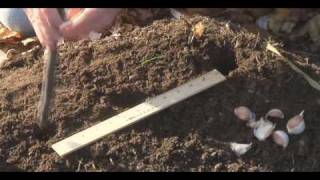 Planting garlic [upl. by Eikcaj]