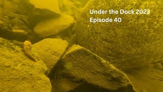 Under the Dock 2023 Episode 40 [upl. by Ahsoik722]