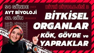 49 Bitkisel Organlar  Bitki Biyolojisi  12 Sınıf Biyoloji  2024 AYT Biyoloji 49 Gün [upl. by Hameerak]