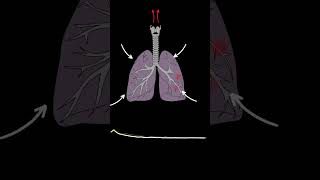 Lung Sounds Quiz  Normal and Abnormal lung sounds types respiratory [upl. by Rocca315]