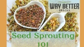 Seed Sprouting 101 The Basics [upl. by Peyter331]