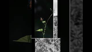 Lightroom edited leaf giant granadilla leaf shorts viralvideo trending nature [upl. by Blinny]