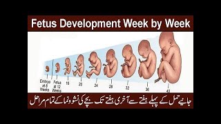 Fetal Growth Week by Week Fetus Development Stages Week by Week Embryo Development Week by [upl. by Willet883]