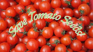 How to Save Tomato Seeds Learn Now [upl. by Andee]