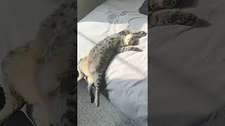 Funny video Catnapping special edition cat funnyanimal funny cuteanimal cute [upl. by Ashbey]