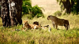 Safari in Tanzania amp beach holiday on Zanzibar [upl. by Anile]