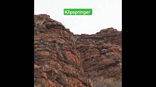 Klipspringer Antelope Features youtubeshorts youtube ytshorts [upl. by Etka966]