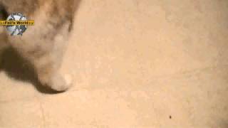 Xbox 360 Kinect Fail Cat Ouch [upl. by Itsim398]