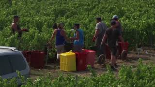 La región de Champagne adelantó la cosecha de uvas para contrarrestar el cambio climático [upl. by Noiraa134]